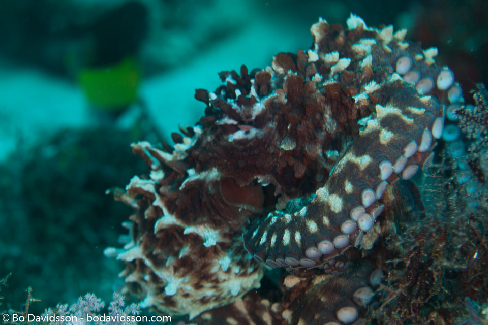 BD-150426-Maldives-8799-Octopus-cyanea.-Gray.-1849-[Big-blue-octopus].jpg